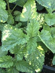 Image result for Melissa officinalis