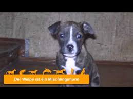 American Staffordshire Terrier Boxer Mix Welpen