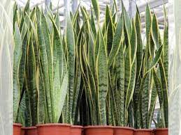 Snake plant antara pokok hidup yang disenaraikan oleh nasa yang mampu singkirkan toksid dan bahan cemar bawaan udara di dalam rumah. Pokok Lidah Mentua Terbukti Bersih Udara