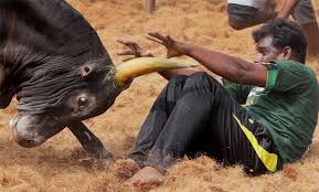 Jallikattu is a bull taming sport played in tamil nadu as a part of pongal celebrations on mattu pongal day. Jallikattu 2021 Tamil Nadu Grants Permission To Hold Jallikattu Event Jallikattu Sops Jallikattu Guidelines India News India Tv