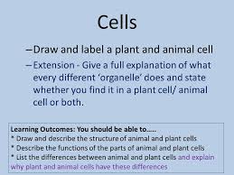 Basic information on the morphological and physiological structures of animal cell. Cells What Do You Already Know Working As A Group On The Piece Of Paper On Your Desk Draw An Animal And Plant Cell With As Much Detail As You Can