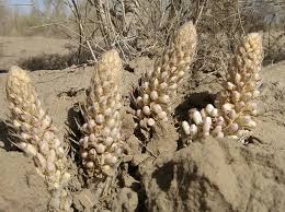 Image result for Cistanche