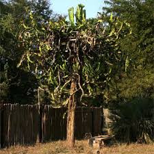 Image result for Euphorbia halipedicola