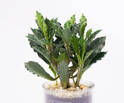 Image result for Euphorbia unicornis