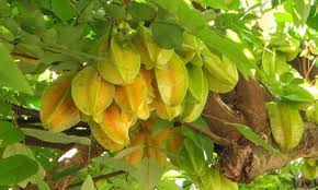 Grafting dates back to at least 1,000 b.c. Star Fruit Tree Growing Unique Tropical Fruit Epic Gardening
