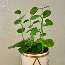 Image result for Cissus rotundifolia