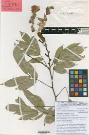 Image result for Platysepalum