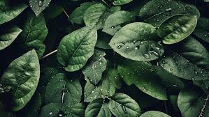 Nature picture library is one of the world's leading photo agencies, representing a group of top wildlife and nature photographers with worldwide coverage. It S Time For Nature But How