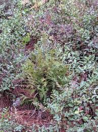 Image result for Calvoa orientalis