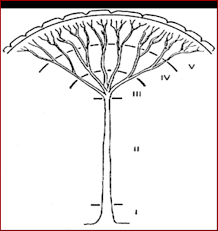 Image result for Vittaria reekmansii