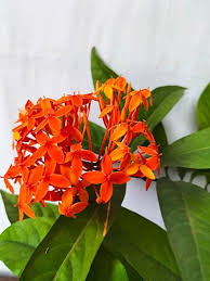Image result for Ixora laurentii
