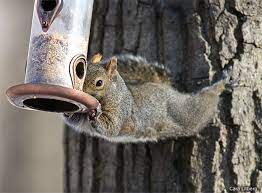 One bird lover has taken the upper hand against squirrels by mounting a length of aluminum duct take under the feeder. Tips For Outwitting Squirrels