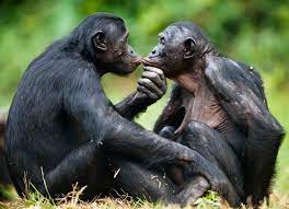 Las comunidades de bonobos: un comportamiento esclarecedor - Mujeres con  ciencia