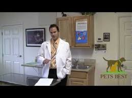 Maybe you would like to learn more about one of these? How To Treat A Uti In Female And Male Dogs Signs And Symptoms Treatment Causes Prevention And More Caninejournal Com