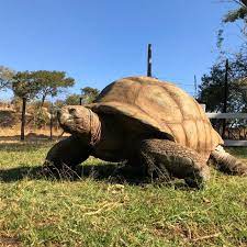 This Giant Tortoise Weighs Over 1000 Pounds And Might Be 250 Years Old