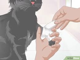 A sprain may occur silently, or in severe cases there may be a popping sound. How To Treat Fractures In Cats 11 Steps With Pictures Wikihow Pet