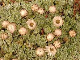 Image result for Helichrysum keilii