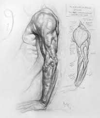 Pin By Garyel The Immortal On Anatomy Anatomy Sketches Human Anatomy Art Anatomy Art