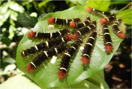 Animals that live in the tropical rainforests include birds like parrots, the collared sunbird, the. Pests And The Plant Defenses Against Them Drive Diversity In Tropical Rainforests