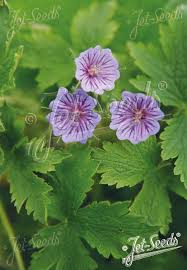 Image result for Geranium bohemicum Orhcid Blue