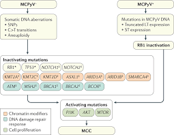 But like other skin cancers, that number is growing. Genetic Aberrations In Mcc Merkel Cell Carcinoma Mcc Develops From Download Scientific Diagram