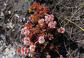Image result for Crassula globularioides