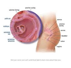 Developmental psychology at • 14th week pregnancy: 4 Weeks Pregnancy Symptoms