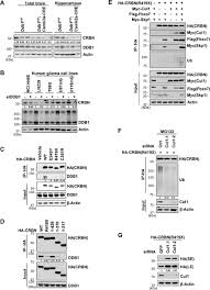 Скит скит намбер ван чит. Crl4 Antagonizes Scffbxo7 Mediated Turnover Of Cereblon And Bk Channel To Regulate Learning And Memory