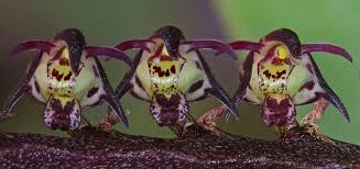 Image result for Bulbophyllum scaberulum