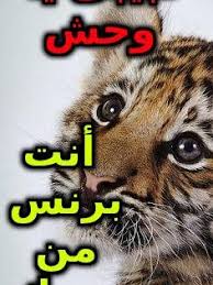 pin by المواطن مصرى on تقدير وتحيات lockscreen lockscreen screenshot