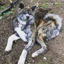 Puppy Garden Weekend Naokoakitainu Dog Jardin Paws Chien Pawsfriend Akitainu Akita Akitainudogs Akitainudog Akitainucute Japaneseakitainu A Chien