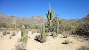 Not all succulents are cacti; How Does A Cactus Survive In The Desert Quora
