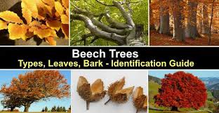 The illustrated book of trees: Beech Trees Types Leaves Bark Identification Guide Pictures