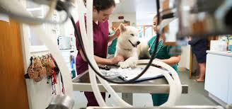 Preparing Your Pet For Surgery - Pre-Op Care | Larkmead Vets