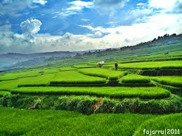 Suasana kampung yang sejuk dan indah di kabupaten bandung barat, jawa barat. Kampung Wallpaper Pemandangan Sawah Padi Wallpapershit