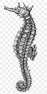 Black And White Seahorse Png Premium Image By Rawpixel Com Noon Seahorse Tattoo Black And White Black Tattoos
