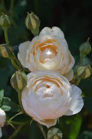 David austin wedding roses, albrighton, wolverhampton. Pin On Flowers