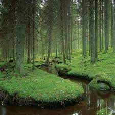 Find the best spa hotels & resorts in västmanland county, sweden! Vastmanland County Sweden You Just Know There Are Fairies And Other Enchanting Creatures Here Sweden Travel Scenery Nature