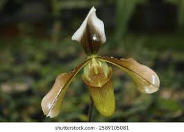 Image result for Bulbophyllum intertextum