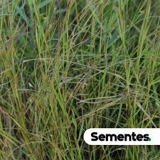 Image result for Andropogon fastigiatus