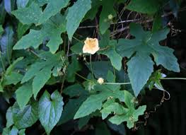 Image result for Coccinia adoensis