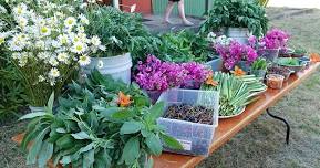 GingerRoot Wild Food Rendezvous