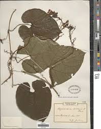 Image result for Cogniauxia podolaena