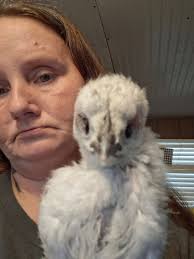 Chicken with 5 toes, is it a Silkie?