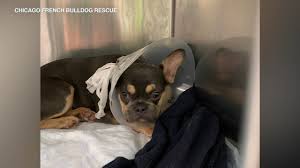 Courtesy chicago french bulldog rescue. French Bulldogs Rescued At O Hare Airport Won T Be Turned Over For Flight Back To Jordan Rescue Group Says Abc7 Chicago