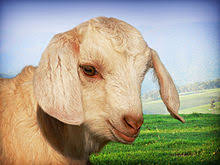 Anak kambing in a sentence and translation of anak kambing in english dictionary with audio pronunciation by dictionarist.com. Kid Wiktionary