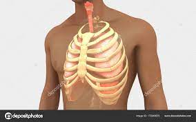 Injuries from falls and physical activity can lead to back rib pain. Image Off Under Ribs Front And Back Human What Causes Pain Around The Ribs And Back Symptoms How Can This Be Treated Regenexx
