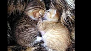 Et si louis et harry avait un chat ? Moi Vouloir Etre Le Chat Pow Wow Wmv Youtube