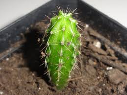 Peruvian torch trichocereus peruvianus cactus cutting fine specimen. Trichocereus Peruvianus Var Matucana World Seed Supply
