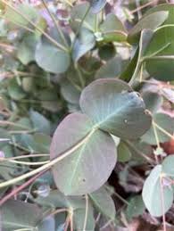 Image result for Myrtaceae